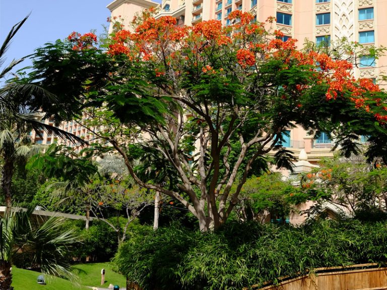 Atlantis the palm landscape maintenance by desert turfcare