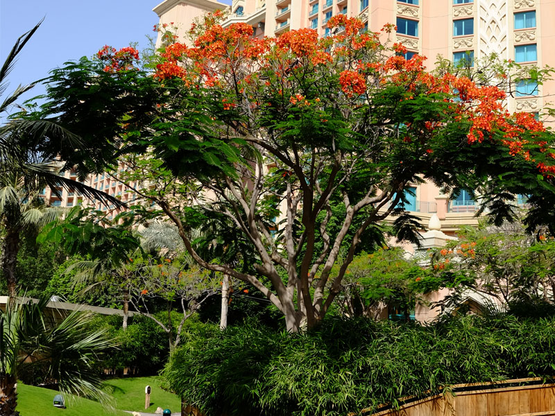 Atlantis the palm landscape maintenance by desert turfcare