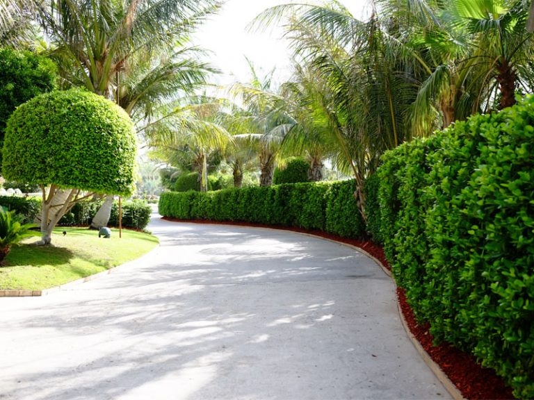 Atlantis the palm landscape maintenance by desert turfcare