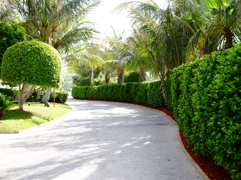 Atlantis the palm landscape maintenance by desert turfcare