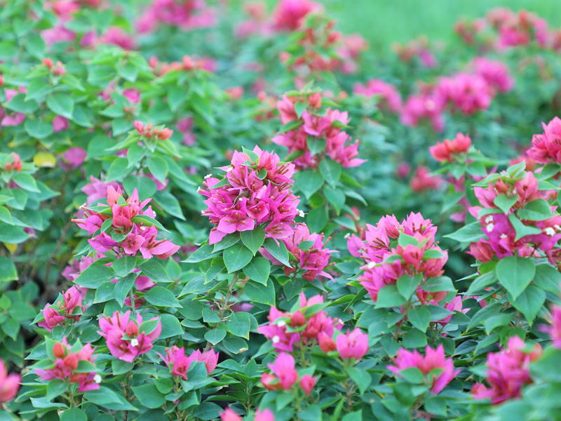Bougainvillea Plant in Dubai Garden Centre