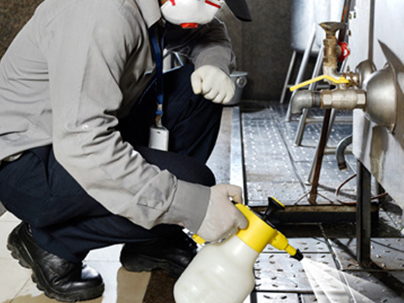 Pest control treatment by Desert Pest Control Staff