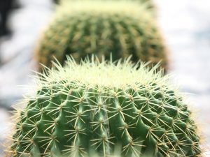 THE SUSTAINABLE FUTURE OF LANDSCAPING