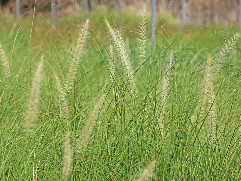 Adaptive grass nursery, Wahat Al Sahraa
