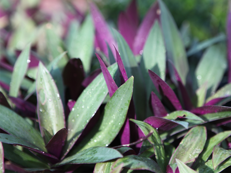 Adaptive ground covers nursery, Wahat Al Sahraa