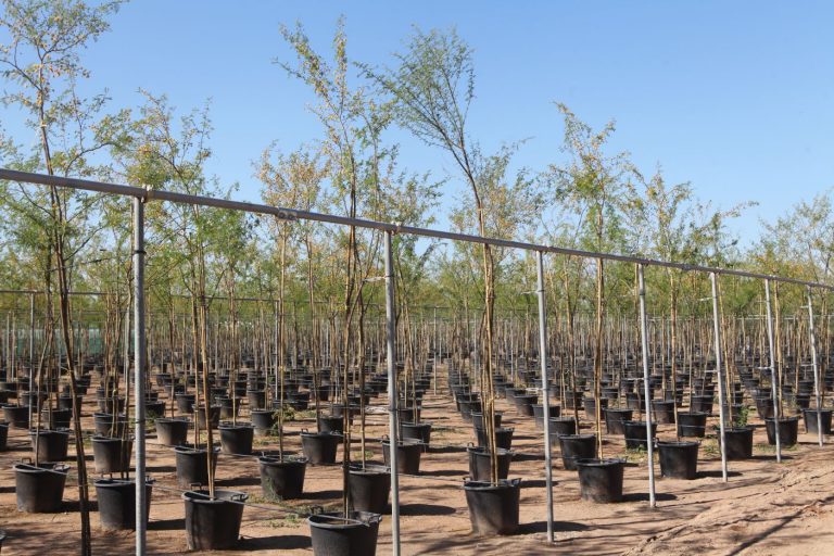 Wahar al sahraa nursery, Ras al khaimah