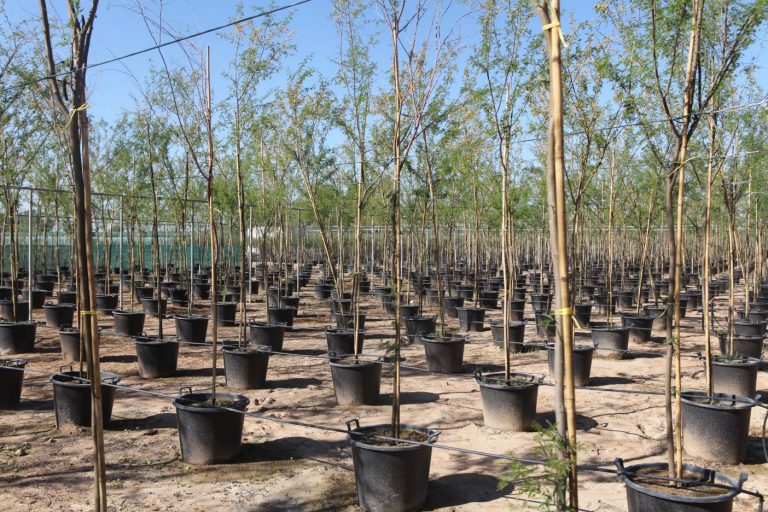 Wahar al sahraa nursery, Ras al khaimah