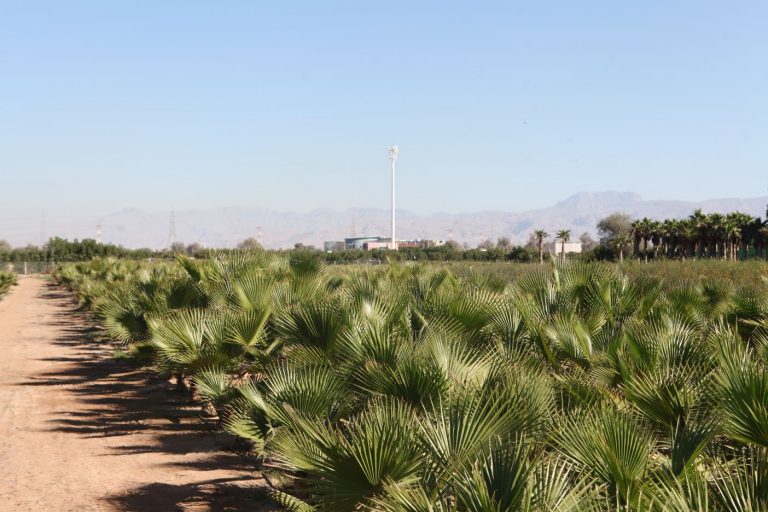 Wahar al sahraa nursery, Ras al khaimah