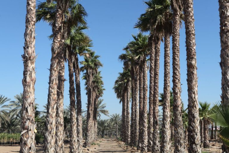 Wahar al sahraa nursery, Ras al khaimah