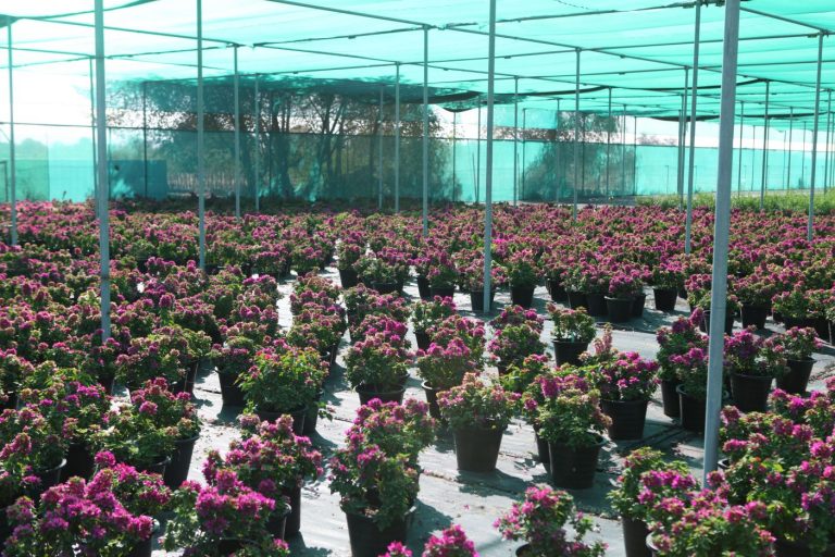 Wahar al sahraa nursery, Ras al khaimah