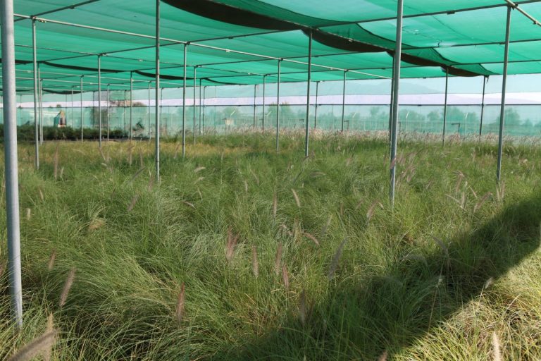 Wahar al sahraa nursery, Ras al khaimah