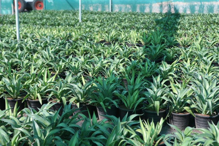 Wahar al sahraa nursery, Ras al khaimah