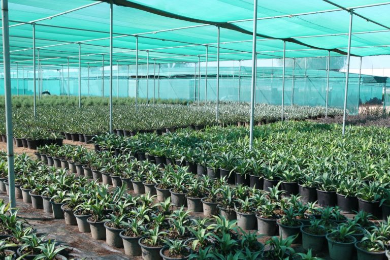 Wahar al sahraa nursery, Ras al khaimah