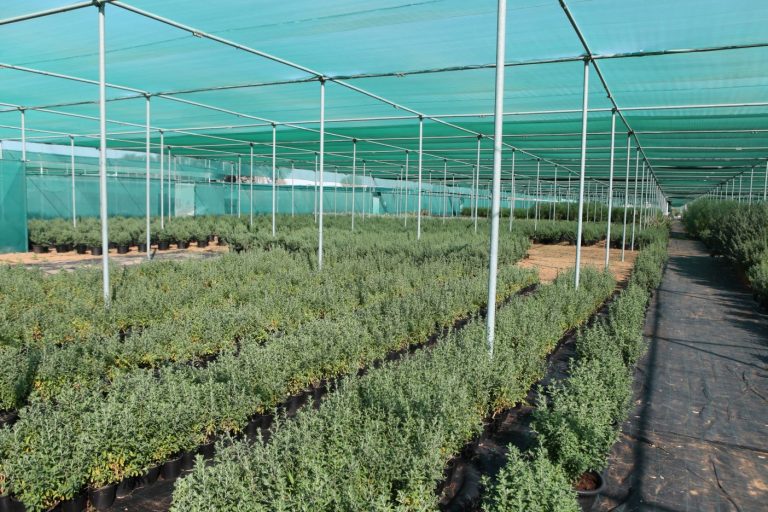Wahar al sahraa nursery, Ras al khaimah