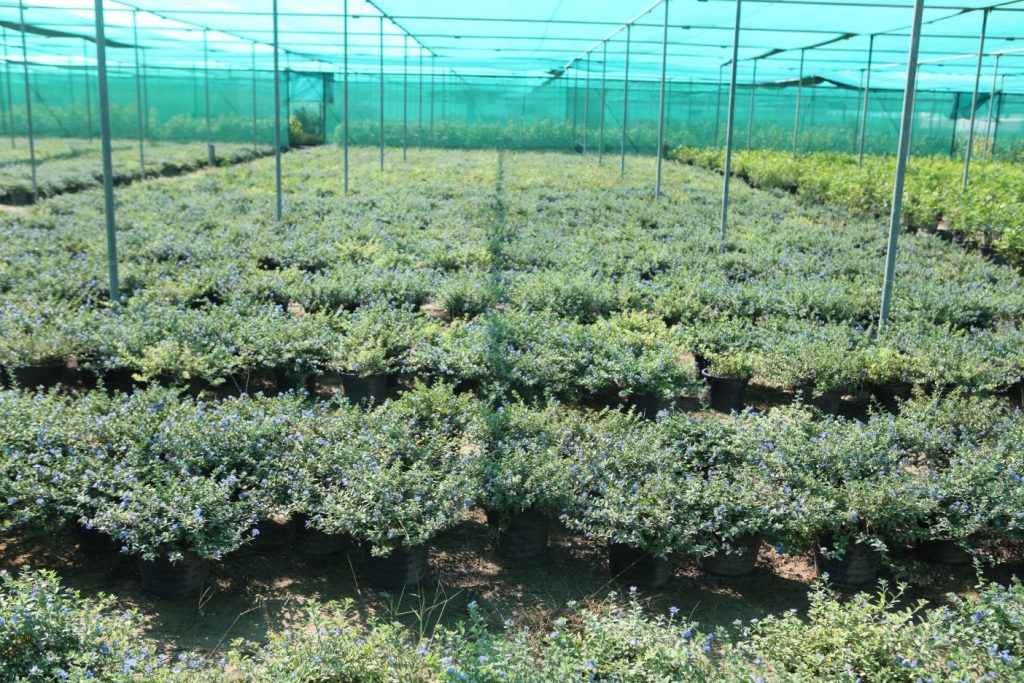 Wahar al sahraa nursery, Ras al khaimah