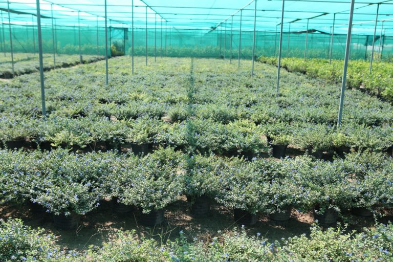 Wahar al sahraa nursery, Ras al khaimah