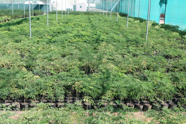 Wahar al sahraa nursery, Ras al khaimah