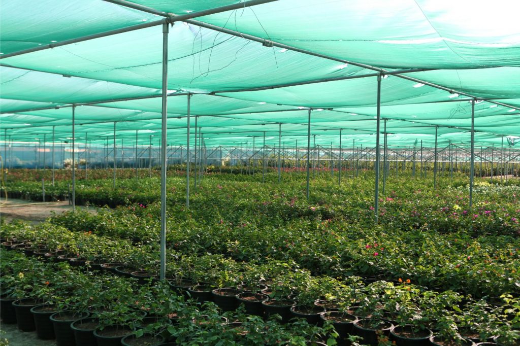 Wahar al sahraa nursery, nazwa 02