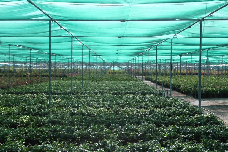 Wahar al sahraa nursery, nazwa 02