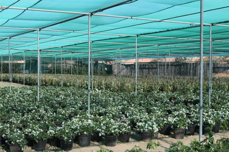 Wahar al sahraa nursery, nazwa 02