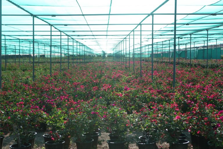 Wahar al sahraa nursery, nazwa 02