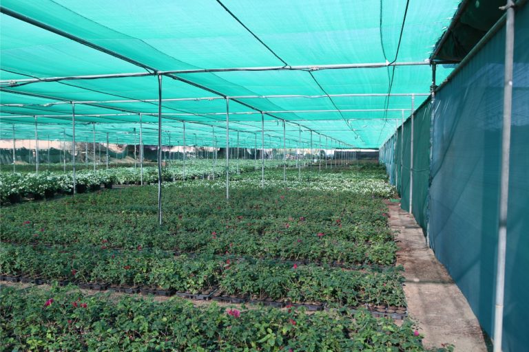 Wahar al sahraa nursery, nazwa 02