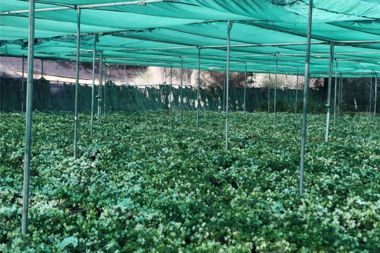 Wahar al sahraa nursery, nazwa 02