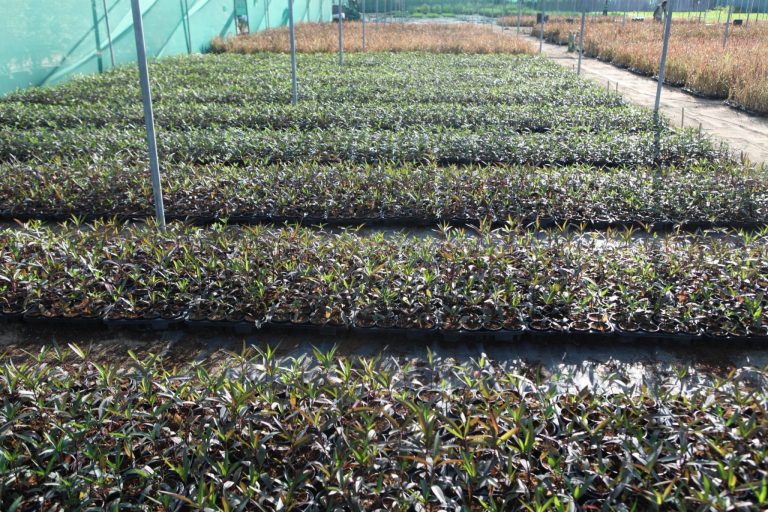 Wahar al sahraa nursery, nazwa 05