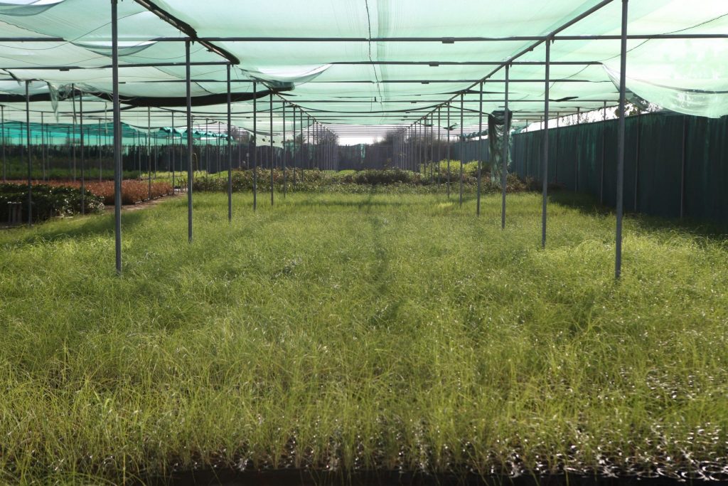 Wahar al sahraa nursery, nazwa 05