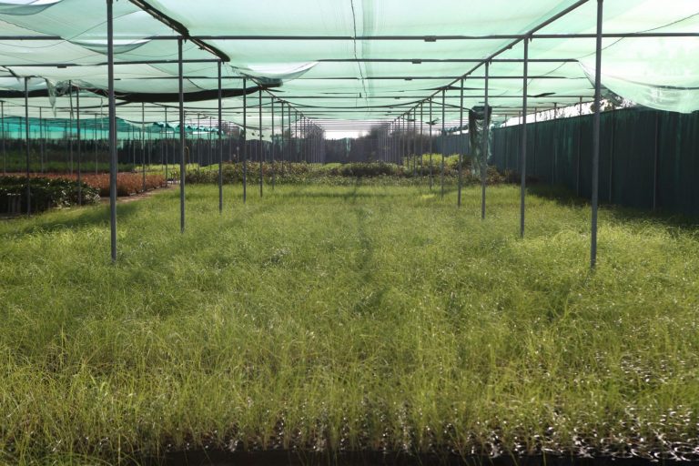 Wahar al sahraa nursery, nazwa 05