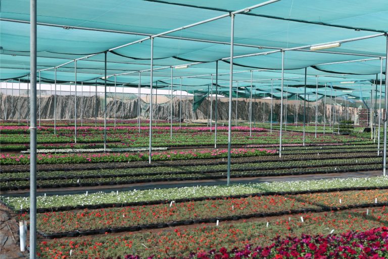 Wahar al sahraa nursery, nazwa 03