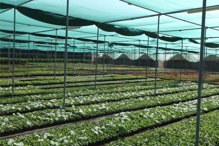 Wahar al sahraa nursery, nazwa 03