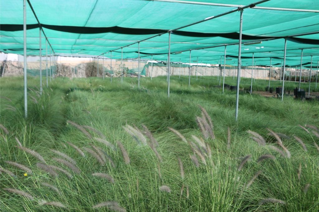 Wahar al sahraa nursery, nazwa 03