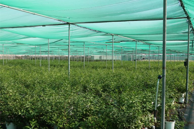 Wahar al sahraa nursery, nazwa 03