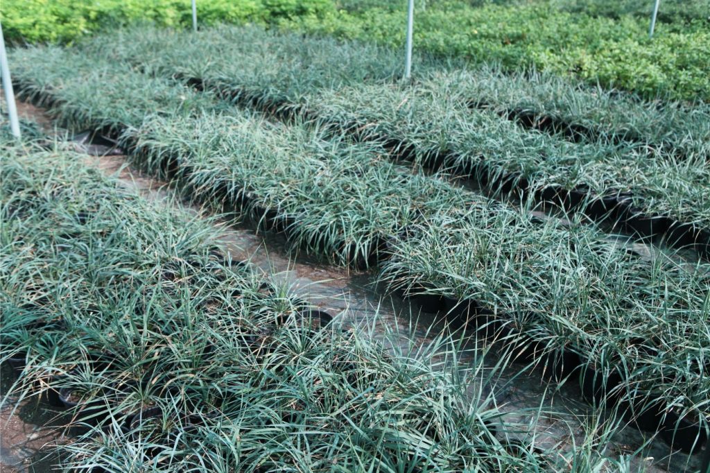 Wahar al sahraa nursery, nazwa 03