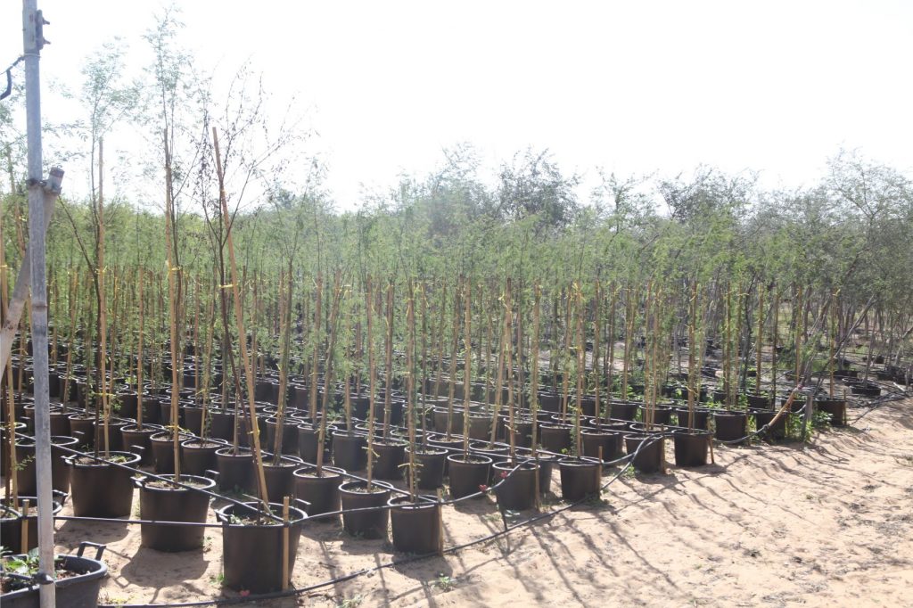 Wahar al sahraa nursery, nazwa 08