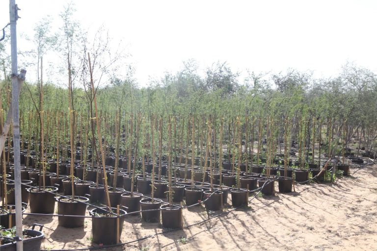 Wahar al sahraa nursery, nazwa 08