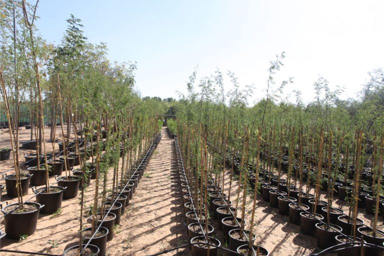 Wahar al sahraa nursery, nazwa 08