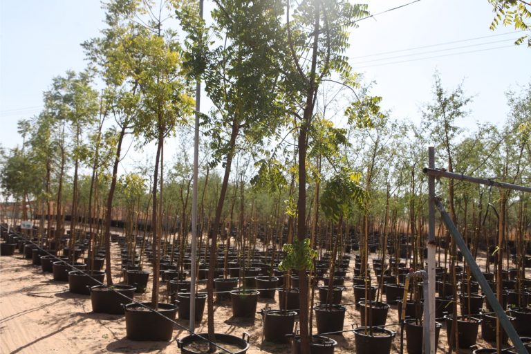 Wahar al sahraa nursery, nazwa 08