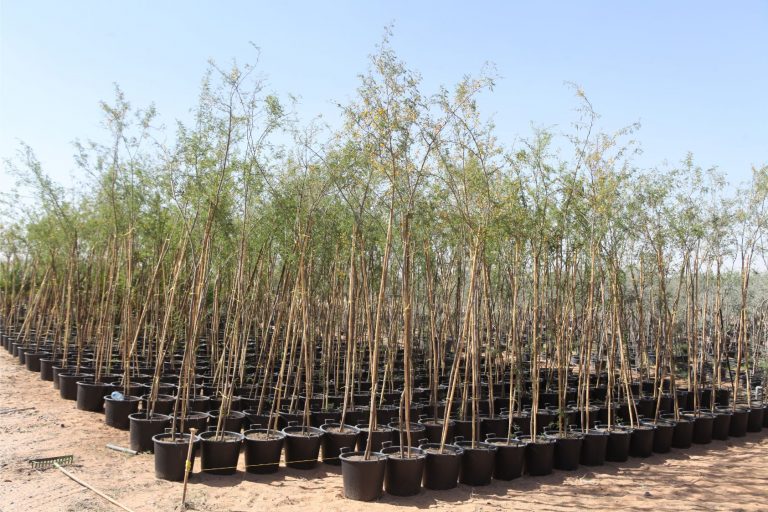 Wahar al sahraa nursery, nazwa 08