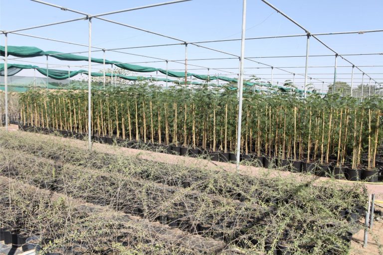 Wahar al sahraa nursery, nazwa 08