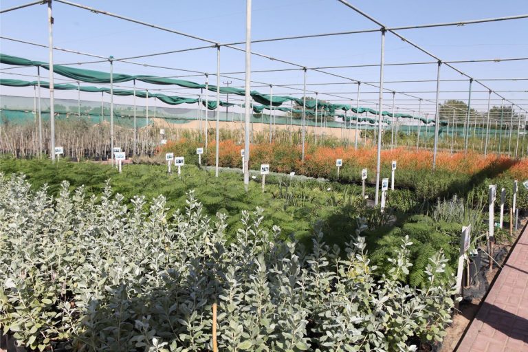 Wahar al sahraa nursery, nazwa 08