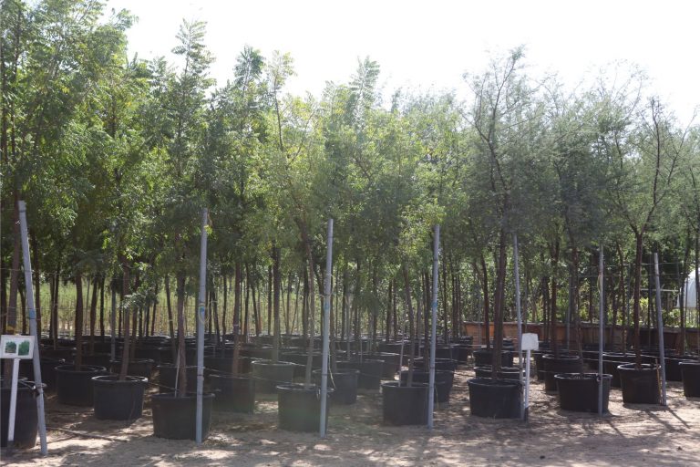 Wahar al sahraa nursery, nazwa 08