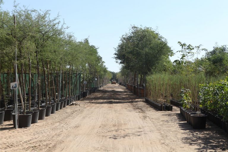 Wahar al sahraa nursery, nazwa 08