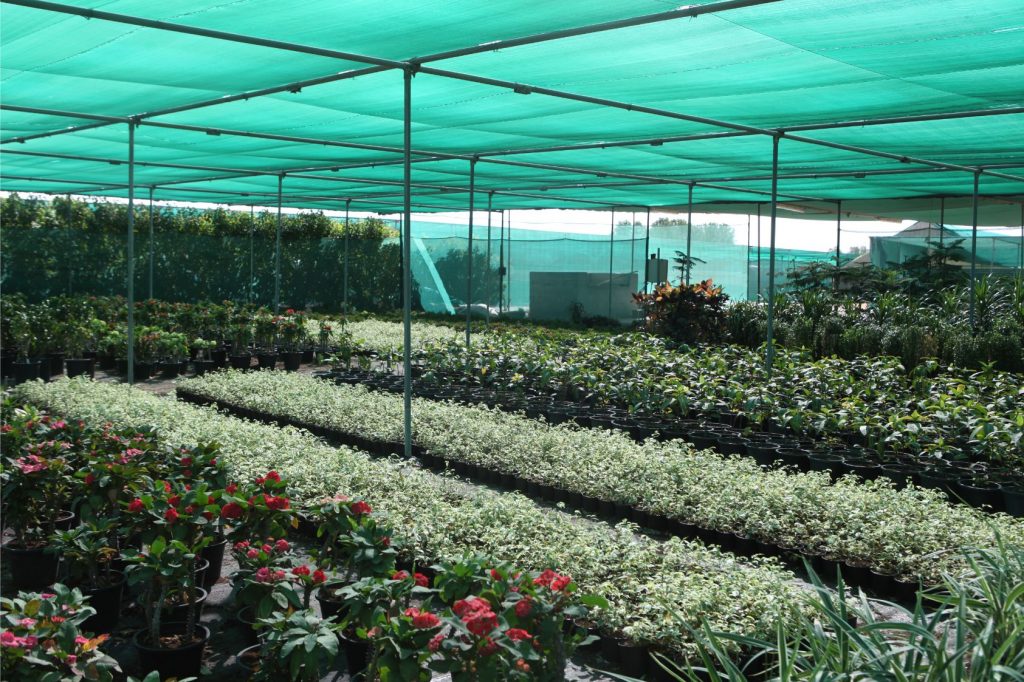 Wahar al sahraa nursery, nazwa 01