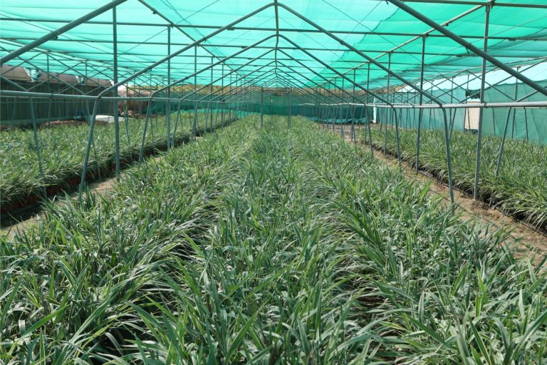 Wahar al sahraa nursery, nazwa 01