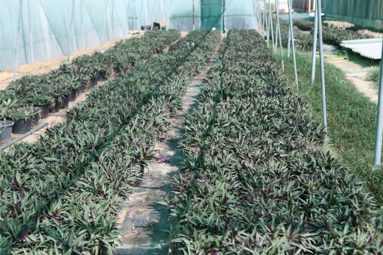 Wahar al sahraa nursery, nazwa 01