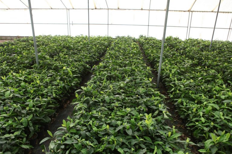 Wahar al sahraa nursery, nazwa 01