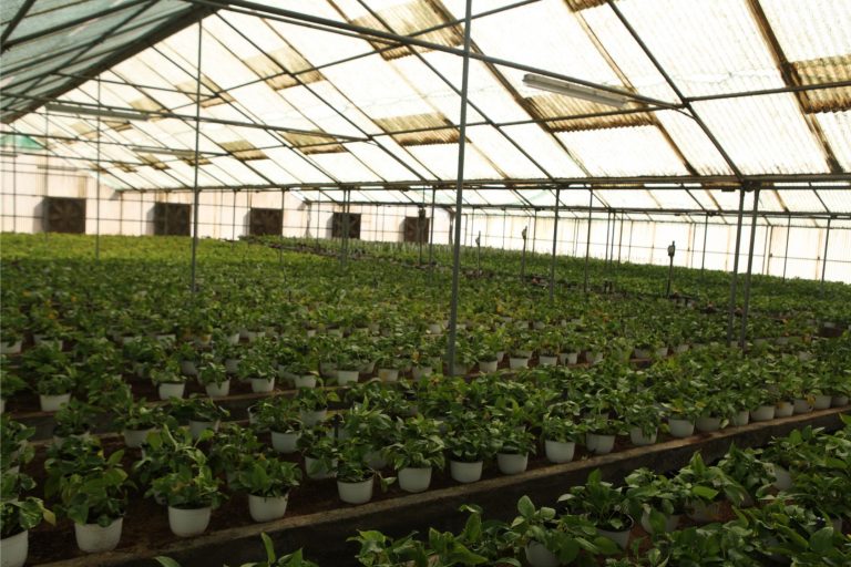 Wahar al sahraa nursery, nazwa 01