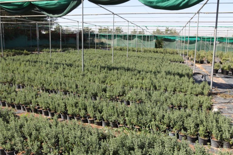 Wahar al sahraa nursery, nazwa 01